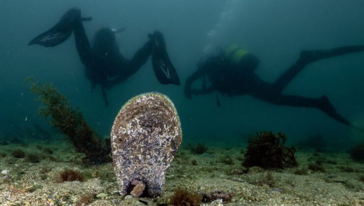 Marmara Denizi’ne Umut: Tuzla’da Deniz Çayırları Görüldü, Kirliliğe Karşı Direniş Sürüyor