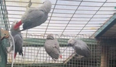 İstanbul Havalimanı’nda Kaçak Papağan Operasyonu: 20 Afrika Gri Papağanı Ele Geçirildi