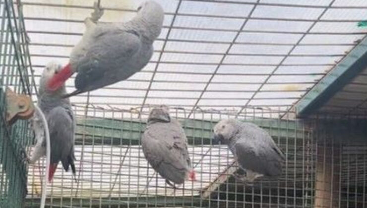 İstanbul Havalimanı’nda Kaçak Papağan Operasyonu: 20 Afrika Gri Papağanı Ele Geçirildi