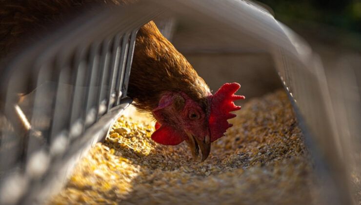 Tavuk İhracatına Geçici Yasak: Fiyatları Dengeler mi, Yoksa Üreticiyi mi Zorlar?