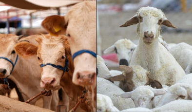 TÜİK Verileri: 2025’te Hayvansal Üretimde Artış Sinyalleri