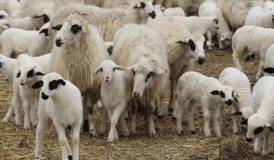 Kırsalda Bereket: 150 Bin Küçükbaş Hayvan Dağıtımıyla Hayvancılık Destekleniyor