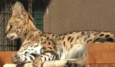 İstanbul’da Vahşi Kedi Operasyonu: Kaçak Serval Kedisi Kurtarıldı, Simba Hayvanat Bahçesinde