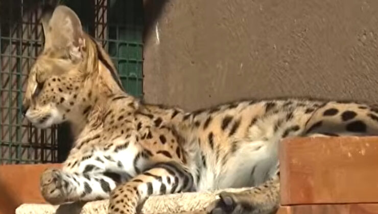 İstanbul’da Vahşi Kedi Operasyonu: Kaçak Serval Kedisi Kurtarıldı, Simba Hayvanat Bahçesinde