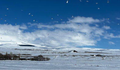Erken Gelen Martılar Çıldır Gölü’nde Buzla Karşılaştı: İklim Değişikliği Etkisi mi?
