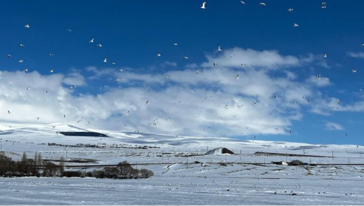 Erken Gelen Martılar Çıldır Gölü’nde Açlık Tehlikesiyle Karşı Karşıya: Küresel Isınma Etkisi