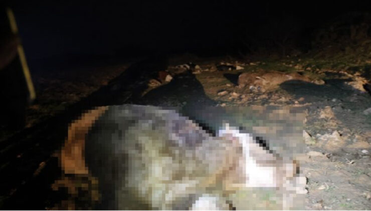 Kırşehir’de Esrarengiz Hayvan Ölümleri: Mandıralar Bölgesinde 13 Hayvan Ölü Bulundu