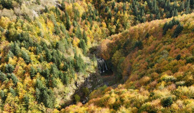 21 İlde Orman Alanları Sınır Dışı Edildi: Resmi Gazete’de Yayımlandı