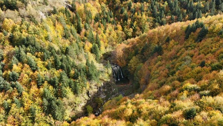 21 İlde Orman Alanları Sınır Dışı Edildi: Resmi Gazete’de Yayımlandı