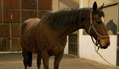 TMSF’den Safkan İngiliz Vurgunu: Değerli Kısrak ve Tay Satışa Çıkıyor!