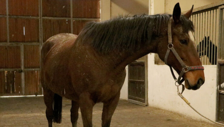 TMSF’den Safkan İngiliz Vurgunu: Değerli Kısrak ve Tay Satışa Çıkıyor!