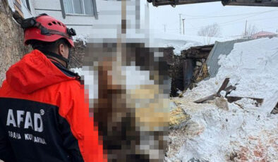 Kars’ta Yoğun Kar Yağışı Hayatı Felç Etti: Ahır Çökmesi Sonucu 4 Büyükbaş Hayvan Telef Oldu