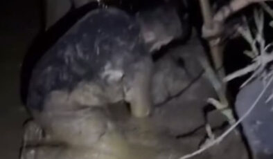 Muğla’da Koyun Sürüsü Çamura Saplandı: İtfaiye Ekiplerinden Kurtarma Operasyonu