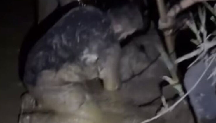 Muğla’da Koyun Sürüsü Çamura Saplandı: İtfaiye Ekiplerinden Kurtarma Operasyonu