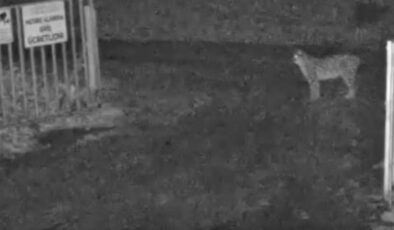 Boğazkale’de Nadir Misafir: Avrasya Vaşağı Görüntülendi, Doğal Zenginlik Vurgusu