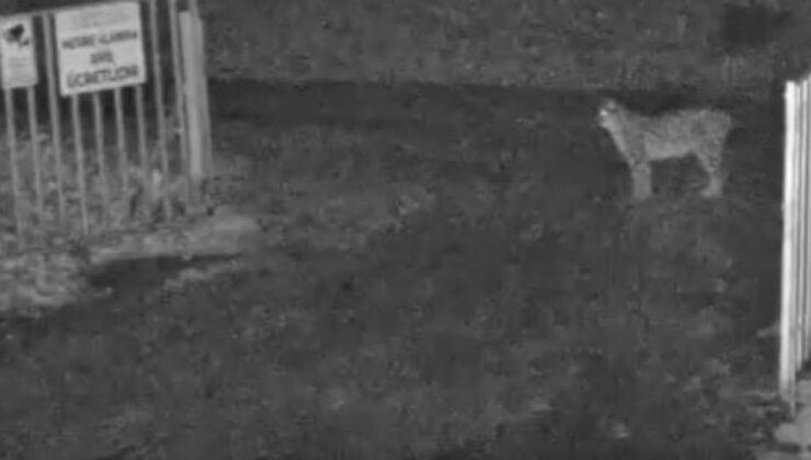 Boğazkale’de Nadir Misafir: Avrasya Vaşağı Görüntülendi, Doğal Zenginlik Vurgusu