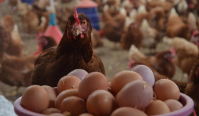 TÜİK Verileri: Tavuk Eti ve Yumurta Üretimi Artışta, Sektördeki Son Durum