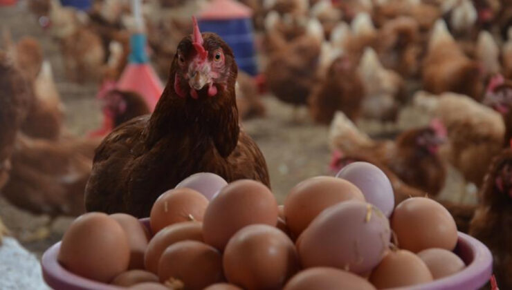 TÜİK Verileri: Tavuk Eti ve Yumurta Üretimi Artışta, Sektördeki Son Durum