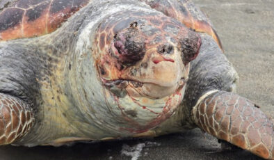 Samandağ Sahilinde Acı Son: Nesli Tehlikedeki Yeşil Deniz Kaplumbağası Ölü Bulundu