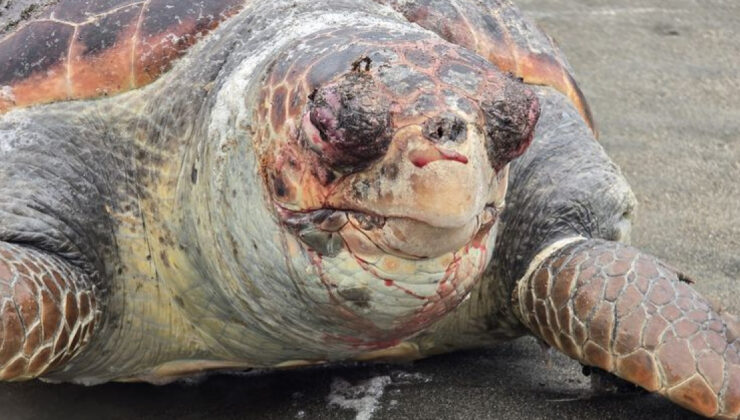 Samandağ Sahilinde Acı Son: Nesli Tehlikedeki Yeşil Deniz Kaplumbağası Ölü Bulundu