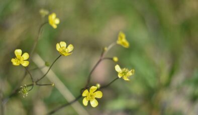 Cemreler Düşüyor: Baharın Müjdecisi ve Toprağın Uyanışı