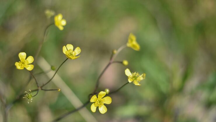 Cemreler Düşüyor: Baharın Müjdecisi, Toprağın Uyanışı
