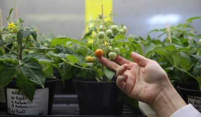 Ay ve Mars’ta Yaşam: Türk Bilim İnsanlarından Uzay Tarımına Büyük Adım