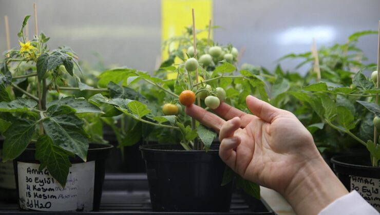 Ay ve Mars’ta Yaşam: Türk Bilim İnsanlarından Uzay Tarımına Büyük Adım