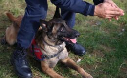 Ordu’nun Hassas Burunlu Kahramanları: Jandarma Köpekleri Suçla Mücadelede Etkili