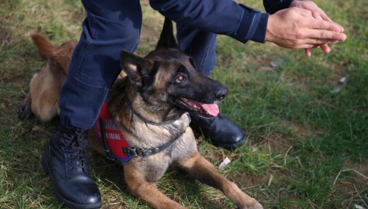 Ordu’nun Hassas Burunlu Kahramanları: Jandarma Köpekleri Suçla Mücadelede Etkili