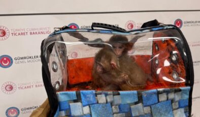 Bakanlık Duyurdu: Kaçakçılıkla Mücadelede Önemli Başarılar! On Binlerce Canlı Hayvan Ele Geçirildi