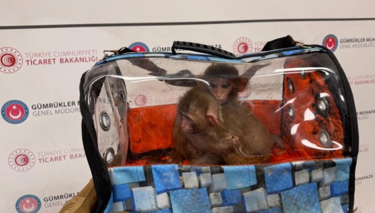 Bakanlık Duyurdu: Kaçakçılıkla Mücadelede Önemli Başarılar! On Binlerce Canlı Hayvan Ele Geçirildi