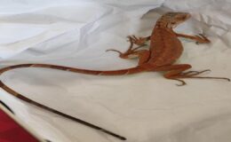 Nevşehir’de İzinsiz İguana Besleyen Kişiye Ağır Para Cezası