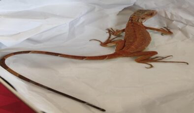 Nevşehir’de İzinsiz İguana Besleyen Kişiye Ağır Para Cezası