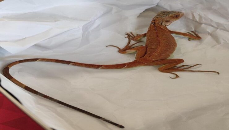 Nevşehir’de İzinsiz İguana Besleyen Kişiye Ağır Para Cezası