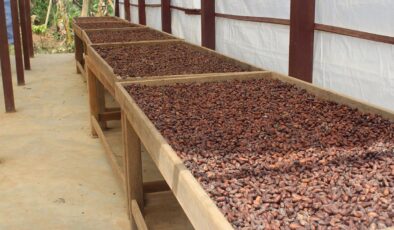 Türkiye’den Kakao İhracatında Rekor: 5 Yılda %114,7 Artış