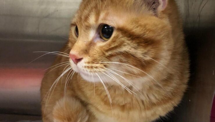 Kedi Kanser Araştırmaları İnsan Kanser Tedavisine Işık Tutuyor: Ortak Çevresel Riskler ve Genetik Benzerlikler