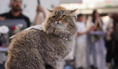 Kedi Kanser Araştırması: İnsan Tedavilerine Işık Tutan Genetik Keşifler