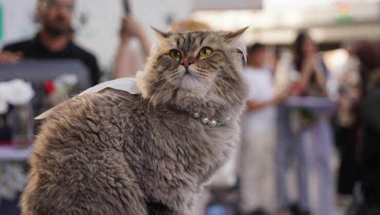 Kedi Kanser Araştırması: İnsan Tedavilerine Işık Tutan Genetik Keşifler