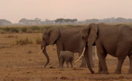 Fillerin Hortumlarındaki Gizli Silah: Bıyık Gibi Kıllar ve Hassas Dokunma Yeteneği