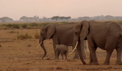 Fillerin Hortumlarındaki Gizli Silah: Bıyık Gibi Kıllar ve Hassas Dokunma Yeteneği
