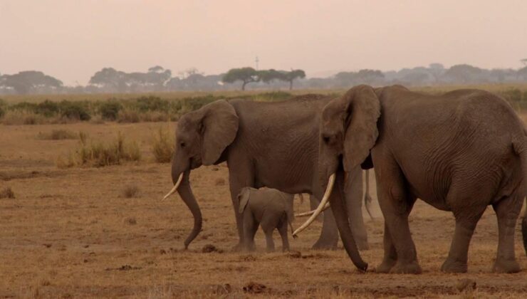 Fillerin Hortumlarındaki Gizli Silah: Bıyık Gibi Kıllar ve Hassas Dokunma Yeteneği