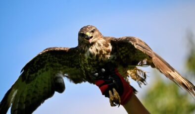 Cooper Şahinine Alkol İçiren Şahsa Hayvanlara İşkenceden Hapis ve Ağır Yaptırımlar