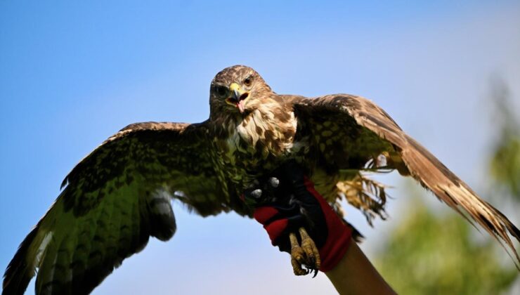 Cooper Şahinine Alkol İçiren Şahsa Hayvanlara İşkenceden Hapis ve Ağır Yaptırımlar