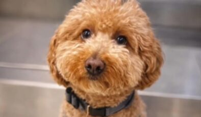 Uçak Biletini Alamayınca Köpeğini Havalimanında Terk Eden Kadın Gözaltına Alındı