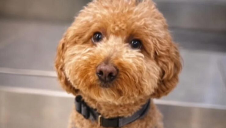 Uçak Biletini Alamayınca Köpeğini Havalimanında Terk Eden Kadın Gözaltına Alındı