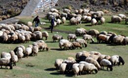 Aksaray’da Küçükbaş Hayvancılığa Dev Destek: “Köyümde Yaşamak İçin Bir Sürü Nedenim Var” Projesi Başlıyor