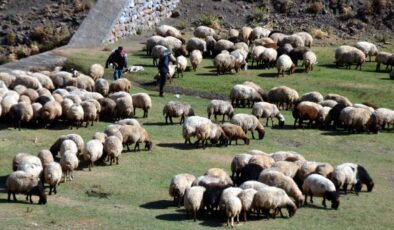 Aksaray’da Küçükbaş Hayvancılığa Dev Destek: “Köyümde Yaşamak İçin Bir Sürü Nedenim Var” Projesi Başlıyor