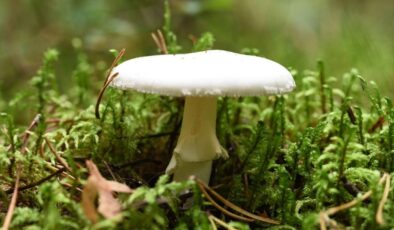 Ölüm Meleği Mantarı Daha da Tehlikeli: İstilacı Türler Yeni Zehirler Üretiyor
