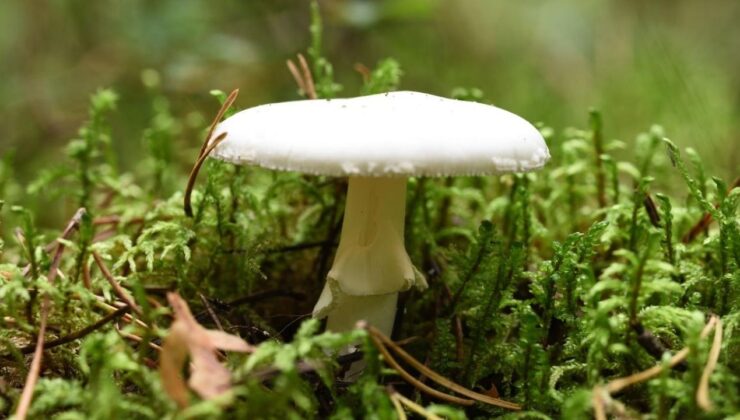 Ölümcül Mantar ‘Ölüm Meleği’ Evrim Geçiriyor: ABD’deki İstilası Daha Tehlikeli